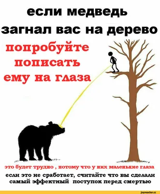 Новосибцы пугают друг друга сообщениями о растерзанной медведем девушке |  ОБЩЕСТВО | АиФ Новосибирск