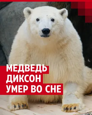 Лучшее за год: Подставь бочок - есть ли у вас шансы победить медведя - 8  января 2019 - ngs42.ru