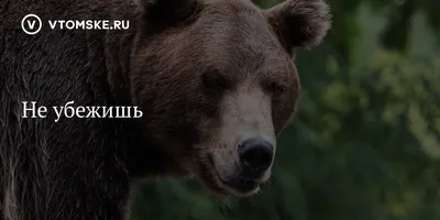 В Костроме медведь напал на мужчин во дворе многоэтажки: видео