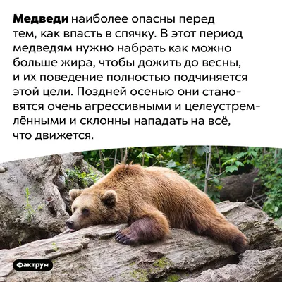 Разодрал уфимца и был убит? Рассказываем, что на самом деле случилось с  медвежонком из Шакши - 30 августа 2023 - ufa1.ru