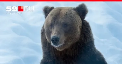 Белого медведя в казанском зоопарке проверили после громкого скандала - 12  октября 2023 - 116.ru