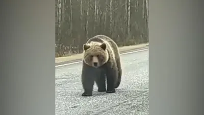 Второй за два года белый медведь умер в зоопарке Екатеринбурга » Вечерние  ведомости