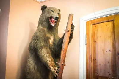 В барнаульском зоопарке скончался любимый всеми медведь Жора - перед смертью  он оставил потомство