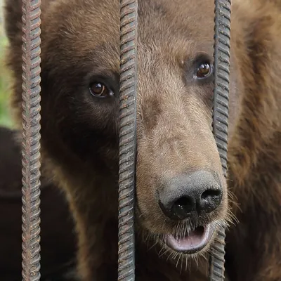 Медведь-барсук | Don't Starve вики | Fandom