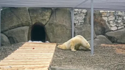 Спасенный на севере медведь Диксон скончался в Московском зоопарке - 20  сентября 2023 - Фонтанка.Ру