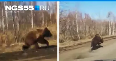 В цирке-шапито под Волгоградом медведь на арене напал на мужчину: видео -  17 июня 2018 - v1.ru