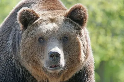 В Красноярском крае медведь напал на грибников. Пострадали двое — Новости  Красноярска на 7 канале