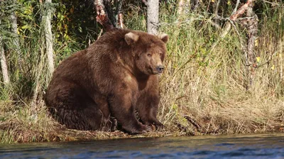 Белый медведь впервые за 30 лет убил человека на Аляске. Что заставляет  крупнейших хищников планеты нападать на людей?: Звери: Из жизни: Lenta.ru