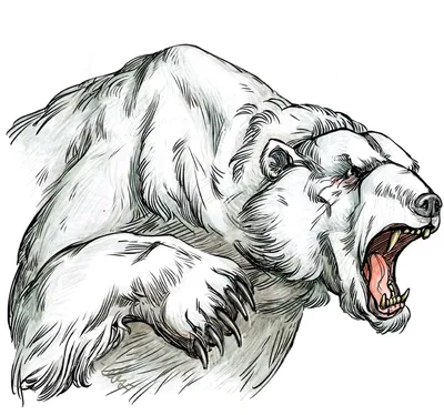 Мои рисунки медведей | Пикабу