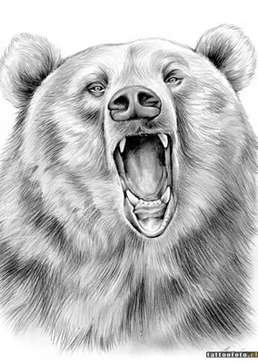 Медведь рисунок для детей - 80 фото