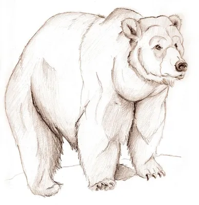 Картонный медведь Векторная иллюстрация медведя Рисунок животного для детей  Зоопарк для детей Иллюстрация вектора - иллюстрации насчитывающей характер,  ангстрома: 157586218