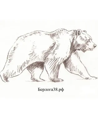 Медведь Рисунок Черно Белый (56 Фото)