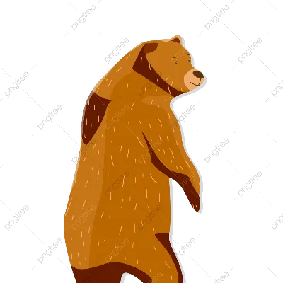 Американский черный медведь рисунок плюшевого мишки, контур черного медведя,  белый, carnivoran, морда png | Klipartz