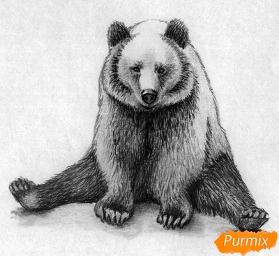 Легкий рисунок медведя - 41 фото