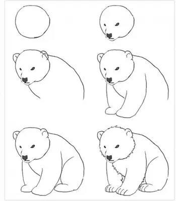 Как нарисовать сидящего медведя поэтапно