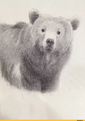 Медведь Вектор Полярный Медведь Рисунок Персонаж Карикатуры Иконка Логотип  Коричневый Векторное изображение ©CNuisin 200379252