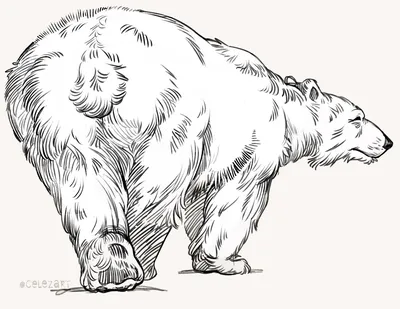 Рисунок медведя легко - 84 фото