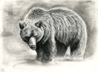 рисунок медведя рисунок монохромный рисунок на белом фоне оригиналы нет  трассировки Иллюстрация штока - иллюстрации насчитывающей притяжка, фауна:  216479599