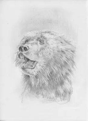 Рисунок медведя для срисовки животных (47 шт)