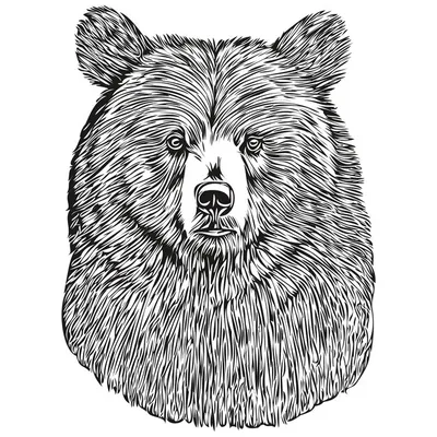 Рисунок Тедди Медведя — стоковая векторная графика и другие изображения на  тему Плюшевый мишка - Плюшевый мишка, Рисовать - деятельность, Иллюстрация  - iStock