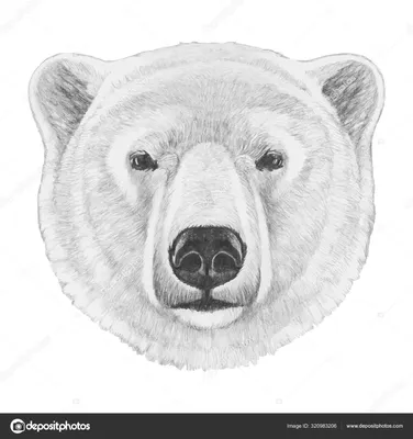 Скачать 1920x1200 медведь, рисунок, вектор, арт, минимализм обои, картинки