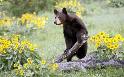 Медведь с цветами - 71 фото