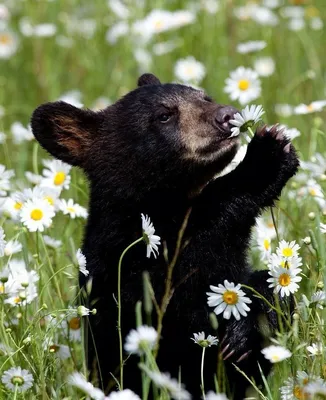 Медведь с цветами картинки - 75 фото