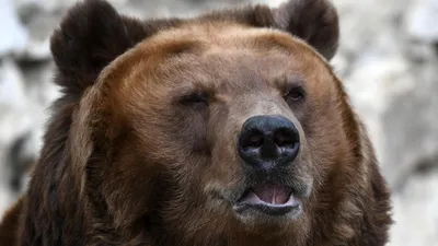 В Кузбассе голодные медведи вышли к людям - Российская газета