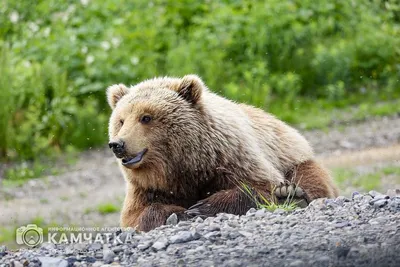 Медведь-шатун загнал на дерево двух жительниц Петропавловска-Камчатского -  Дальний Восток || Интерфакс Россия