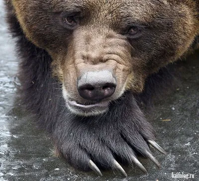 В лесах Тверской области обитает более 4000 бурых медведей - ТИА