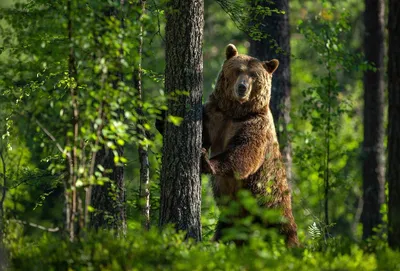 День медведя на Камчатке. Фотоподборка – ИА Камчатка