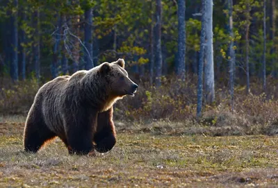 Встречаются уже под Лидой и Новогрудком: в Беларуси предлагают исключить  медведя из Красной книги — Блог Гродно s13