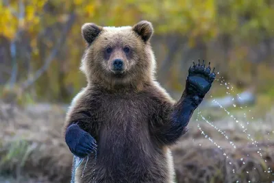 Сегодня в центре Томска обезвредили медведя - Томский Обзор – новости в  Томске сегодня