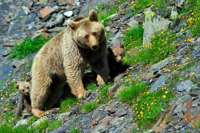Жена и муж двое суток спасались от медведя на дереве - 16.07.2021, Sputnik  Казахстан