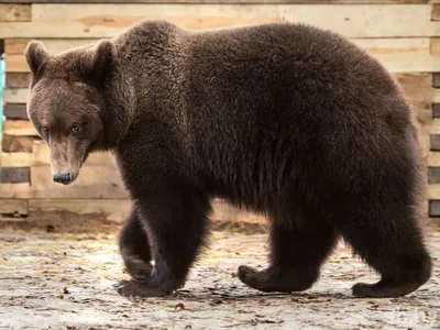 Если вы не видите медведя, это не значит, что его рядом нет - Статьи и  репортажи РГО