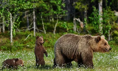 Шуневич рассказал о причинах роста популяции медведя в Беларуси