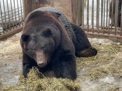 Видео: что стало с медведем, в чей вольер сбросили ребенка