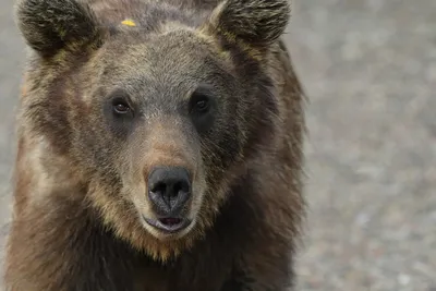 В Беларуси восстанавливается популяция бурого медведя