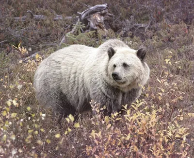 В Подмосковье спасли застрявшего в автопокрышке 400-килограммового медведя  — Сноб