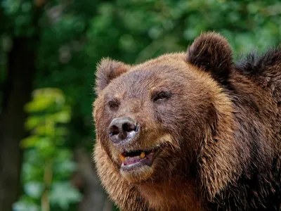 В Ергаках застрелят опасного медведя