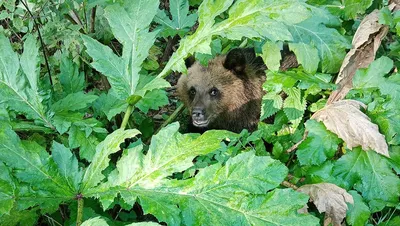 Численность медведя в Омской области и порядок его добычи - Русский  охотничий портал