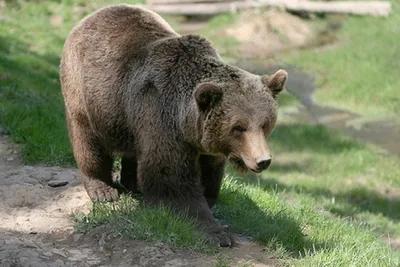 Посетители зоопарка в Китае решили, что вместо медведя им показали  переодетого мужчину - Газета.Ru | Новости