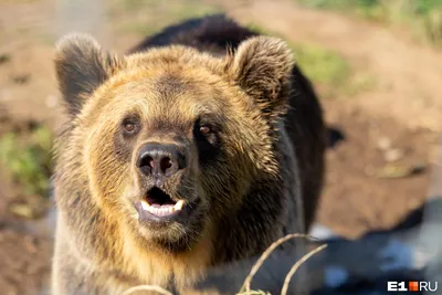 Опубликованы фото медведя-людоеда, растерзавшего мальчика в Красноярском  крае - МК