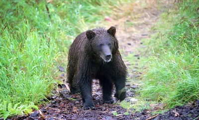 Медведя, разгуливающего по Хабаровску, видели в Первом микрорайоне -  AmurMedia.ru