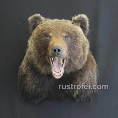 В минэкологии Тверской области рассказали о судьбе найденного на обочине  медведя - ТИА