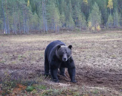 В Ачинском районе около трёх сельсоветов появились медведи » Запад24