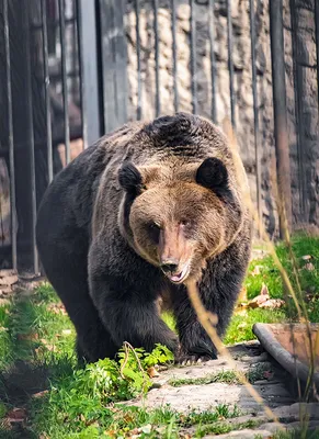 В России 13 декабря отмечают День медведя | Ветеринария и жизнь