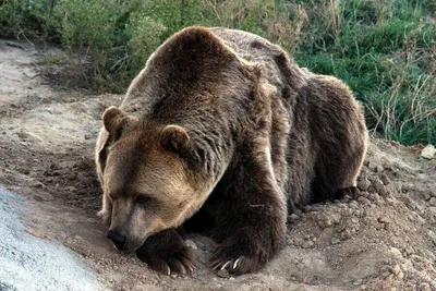Чучело головы медведя купить в студии таксидермии в Москве