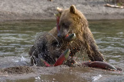 В Хандыге уничтожили медведя, бродившего близ поселка — Улус Медиа