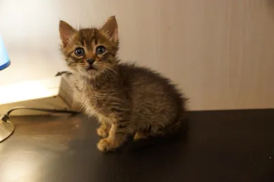 Новорожденный котенок без мамы: как выхаживать - нтернет-магазин  Зоомагазин.рф для животных - Интернет-магазин